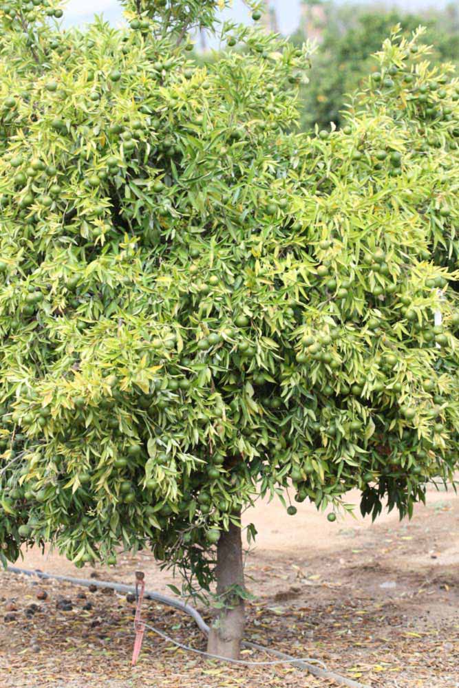            Habit (Riverside, CA)   